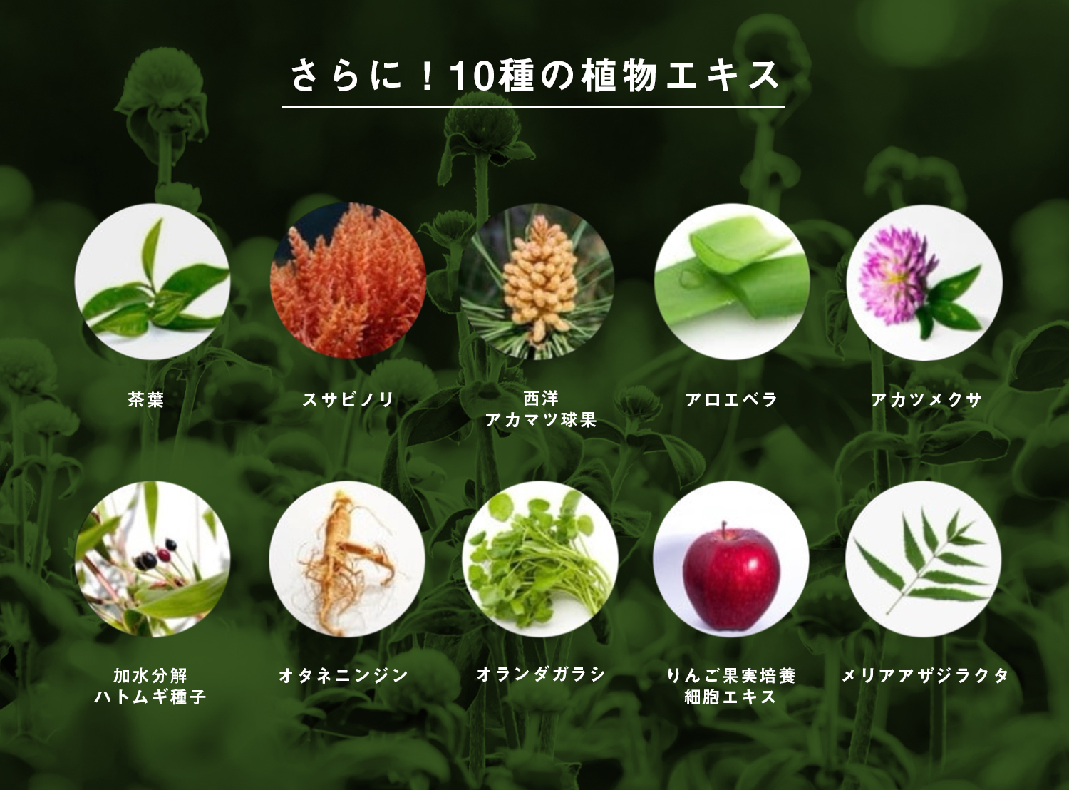 10種類の植物エキス配合