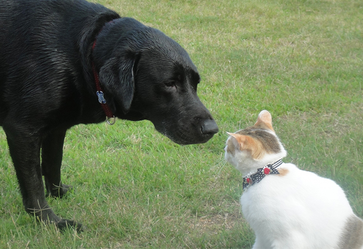 愛するワンちゃん ネコちゃんもこれで安心 浅草橋駅付近には あさくさばし動物病院 があります いろはめぐり