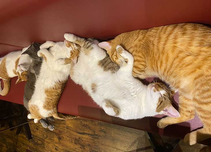 谷中銀座 パスタが美味しい 猫がいる 宿木カフェ レストラン で休日は心の癒しを いろはめぐり