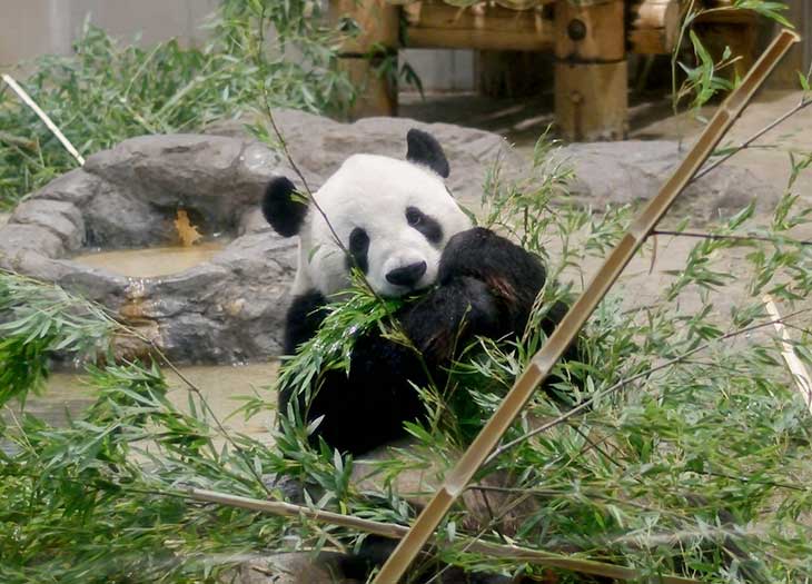 祝 上野動物園のパンダ シンシンとリーリーの双子の赤ちゃんが誕生 シャンシャンがお姉ちゃんに いろはめぐり