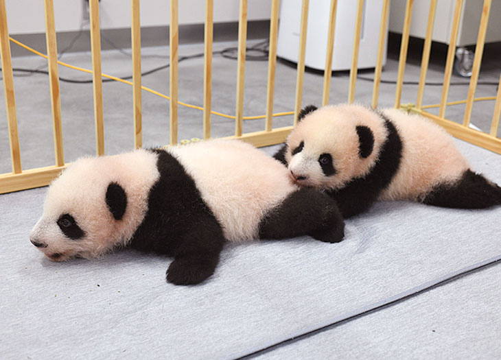 上野動物園双子の赤ちゃんパンダの名前が決定 雄 シャオシャオ 暁暁 雌 レイレイ 蕾蕾 さらには重大発表も いろはめぐり