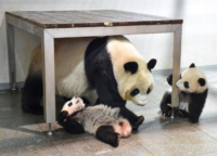 上野動物園：双子パンダの観覧申し込みが2021年12月21日より開始！1日1080人までの1人1分間