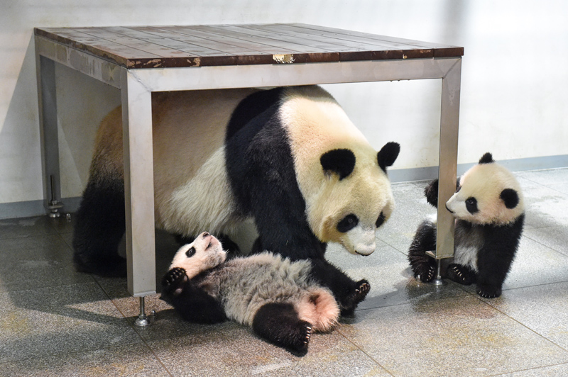 上野動物園 双子パンダの観覧申し込みが21年12月21日より開始 1日1080人までの1人1分間 いろはめぐり