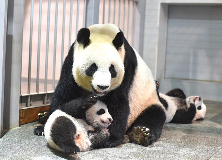 【限定】上野パンダ  7点セット 双子パンダ Amazon.co.jp: 上野動物園 パンダ ぬいぐるみ 双子 マグネット
