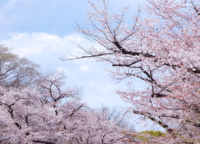 【上野公園・不忍池】春真っ盛り！台東区で花を楽しもう！Vol.1