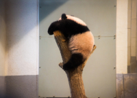 【ラストチャンス】上野動物園のパンダ“シャンシャン”を 2023年2月21日に中国へ返還｜観覧が抽選制に