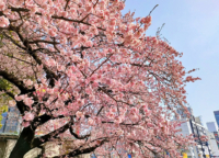 【2023春】上野恩賜公園で4年ぶりにお花見宴会を解禁！シートを敷いて良い場所や通行規制、イベント情報なども紹介