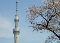 東京スカイツリーと桜、寺と桜。浅草は『日本（Japan）✕桜（Cherry Blossom）』を存分に楽しめる最強花見スポットです