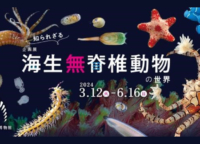 上野｜企画展「知られざる海生無脊椎動物の世界」は6月16日(日)まで