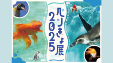7/4 (金) 〜 7/21 (月) 「ペンぎょ展 2025」が開催！涼しげなペンギン＆金魚を見て癒されませんか？