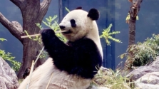 なぜ上野動物園に日本初のパンダがやって来たのか?!日中友好のシンボル!選ばれた驚きの裏側