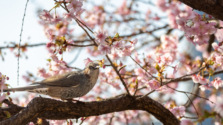 上野・浅草｜桜の見ごろがもうすぐ！お花見スポット情報