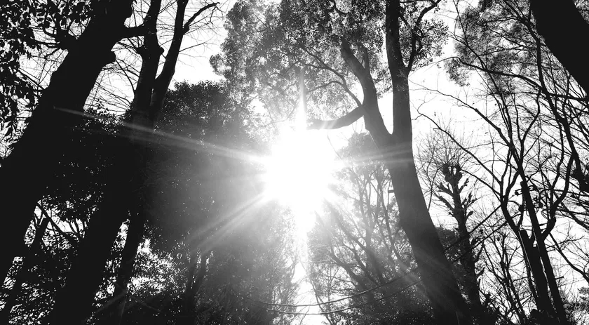 木々の間から太陽の光が差し込むモノクロ写真
