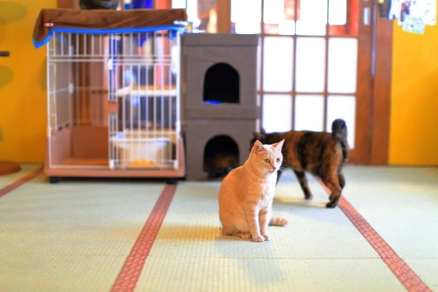 畳の部屋でくつろぐ保護猫たち